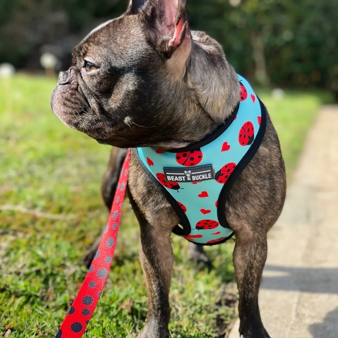 Ladybug Harness & Leash Set