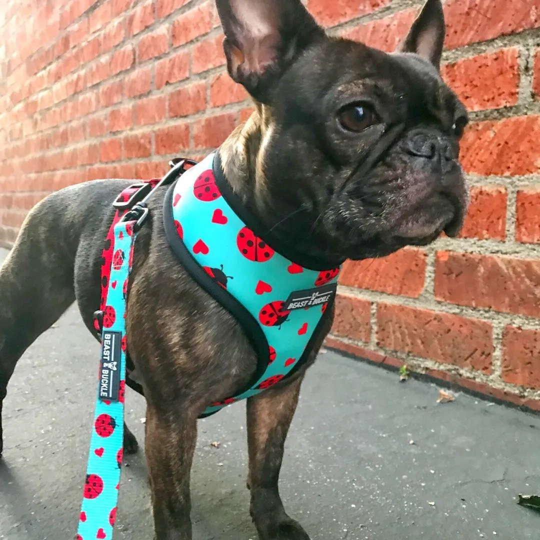 Ladybug Harness & Leash Set